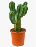 Myrtillocactus geometrizans Vertakt 65 cm