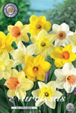 Narcis All Types Mixed met 5 zakjes verpakt a 6 bollen