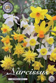 Narcis Botanical Mixed met 5 zakjes verpakt a 10 bollen