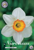Narcis Flower Record met 5 zakjes verpakt a 5 bollen