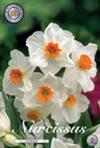 Narcis Geranium met 5 zakjes verpakt a 5 bollen