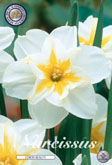 Narcis Lemon Beauty met 5 zakjes verpakt a 5 bollen