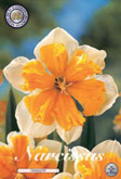 Narcis Orangery met 5 zakjes verpakt a 5 bollen