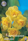 Narcis Yellow Cheerfullness met 5 zakjes verpakt a 5 bollen