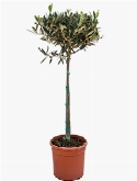 Olea europaea Stam 90 cm