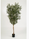 Olive Vertakt