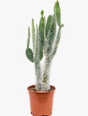 Opuntia blue ale Vertakt 50 cm