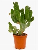 Opuntia consolea Vertakt (60-70) 80 cm