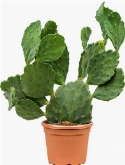 Opuntia seminermis Vertakt 60 cm