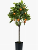 Orange tree Vertakt