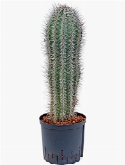 Pachycereus pringlei 70 cm