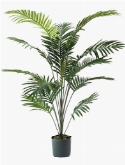 Palm paradise Bush