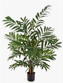 Parlour Bush