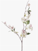 Peach blossom Tak Cream| Light Pink