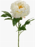 Peony Cream