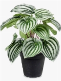 Peperomia Bush