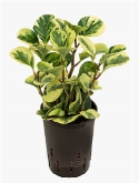 Peperomia green gold variegata Geel|groen 30 cm