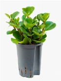 Peperomia obtusifolia green gold Groen 35 cm