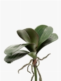Phalaenopsis Bladeren
