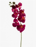 Phalaenopsis Tak Burgundy