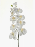 Phalaenopsis Tak Cream