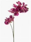 Phalaenopsis Tak Mauve