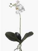 Phalaenopsis White