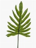 Philodendron Blad