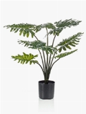 Philodendron Bush (12 lvs.)