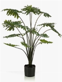 Philodendron Bush (14 lvs.)