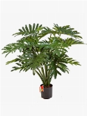 Philodendron Bush (20 lvs.)