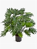 Philodendron Bush (50 lvs.)