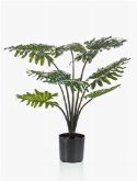 Philodendron Bush (8 lvs.)