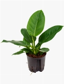 Philodendron Imperial green 30 cm