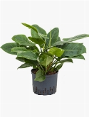 Philodendron Imperial Green 70 cm