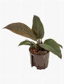Philodendron Imperial Red 35 cm