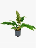 Philodendron narrow Bush 50 cm