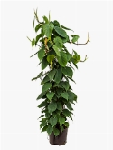Philodendron scandens Draadzuil 120 120 cm