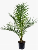 Phoenix canariensis Stam 85 cm