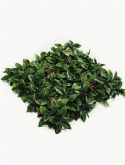 Photinia Mat