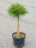 Pinus marie bregeon Stam 85 cm