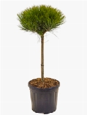 Pinus marie bregeon Stam|bol (h40|Ø25-30) 80 cm