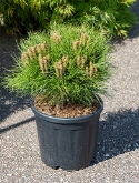 Pinus nigra marie bregon Bush 60 cm