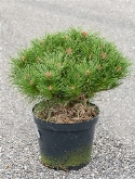 Pinus nigra pierrick bregeon Bush 60 cm