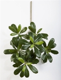 Pittosporum mountain Tak