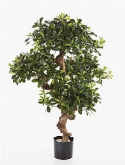 Pittosporum mountain Vertakt