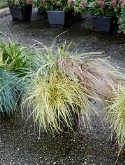 Plantenarrangement siergrassen 3pp Gemixt 50 cm