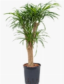 Pleomele anita Vertakt 80 cm
