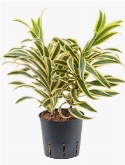 Pleomele song of india 30 cm