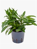 Pleomele song of jamaica 30 cm